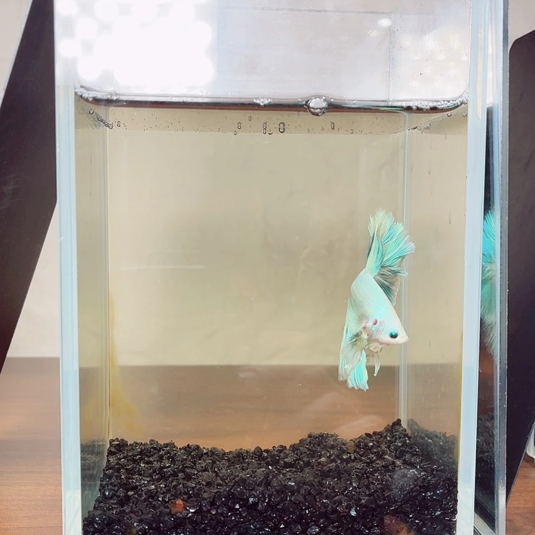 斗鱼浅色半月公鱼