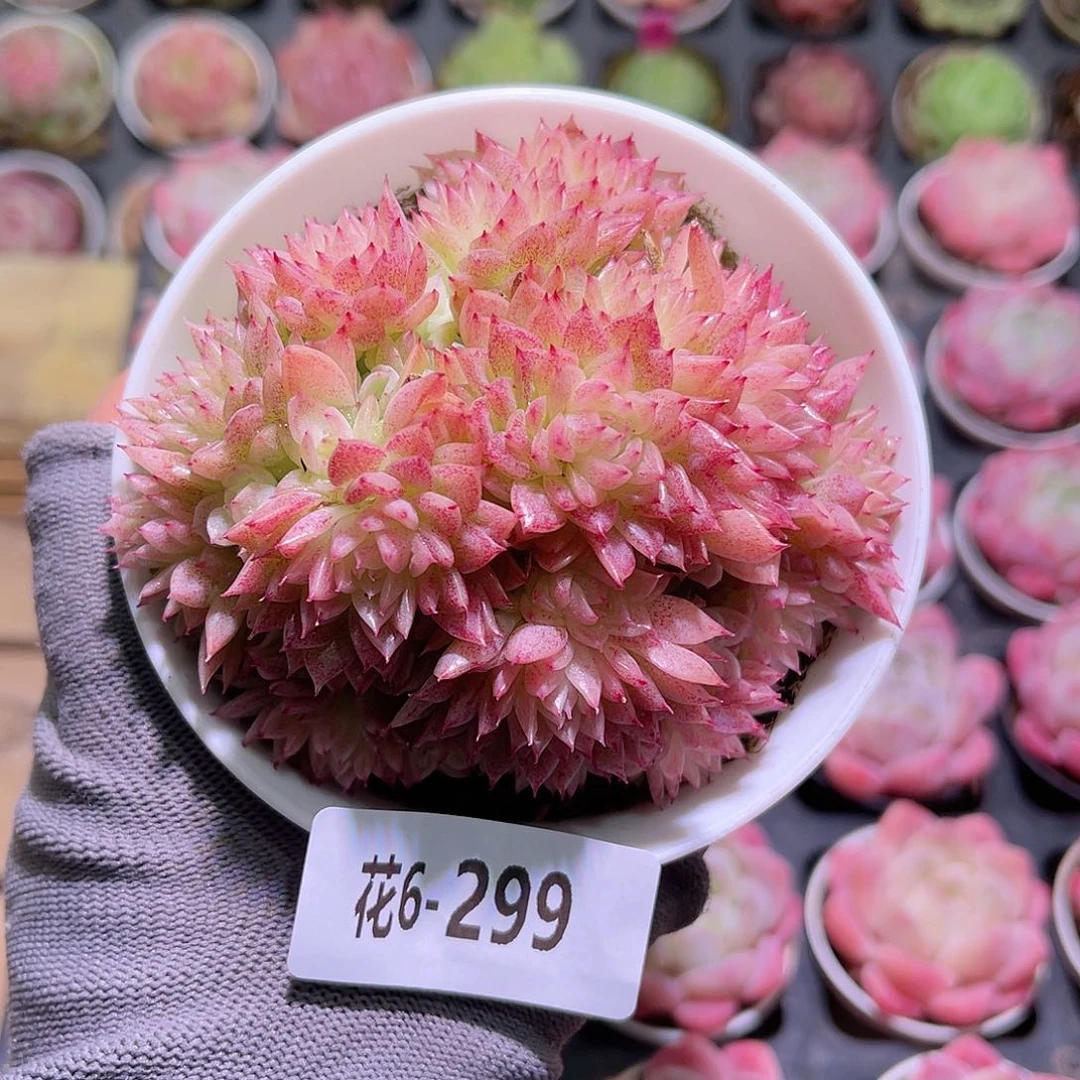 花06-299麦秆群生