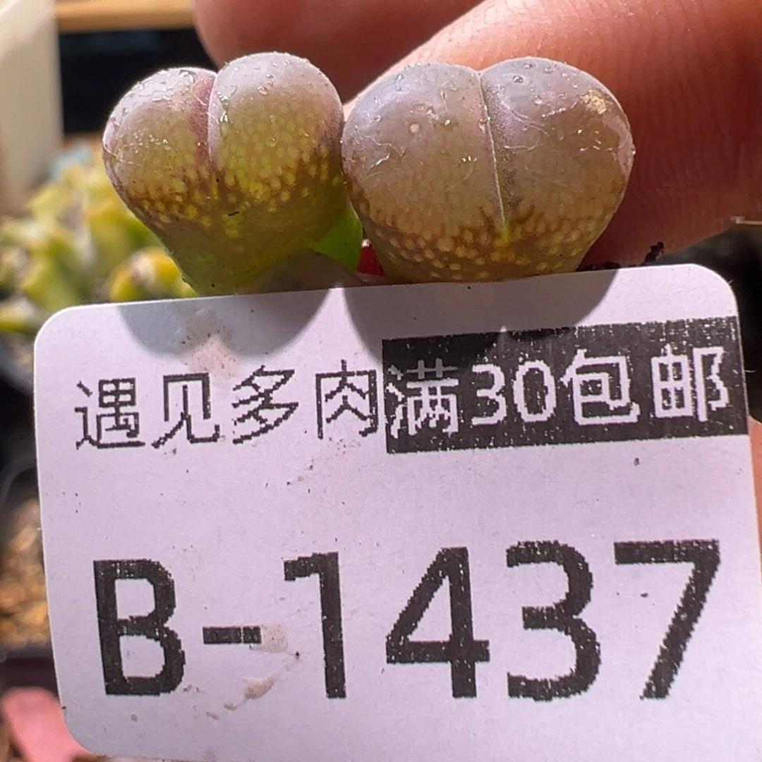 多肉植物111111111111