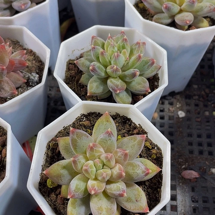 单头幻影美人带盆土