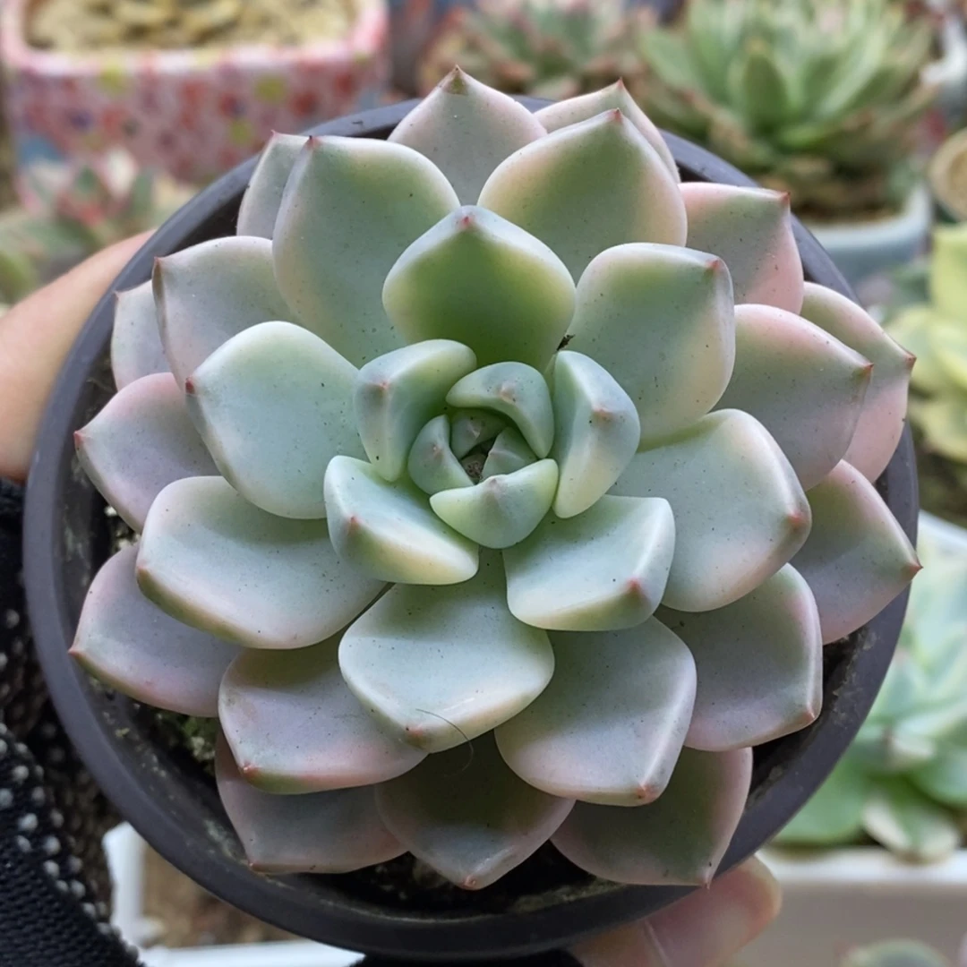 591红粉佳人锦锦锦锦