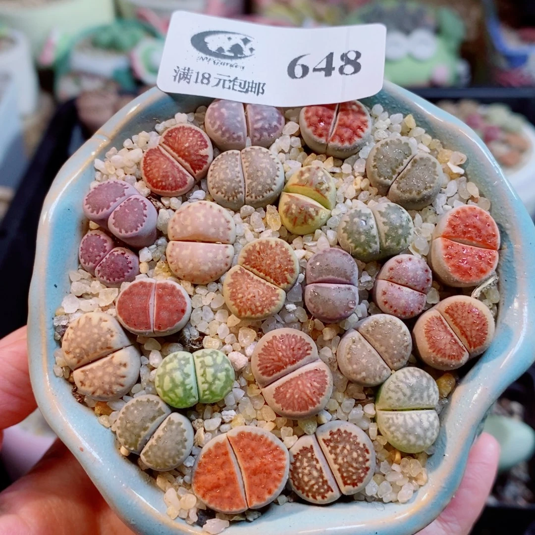 生石花花花花开648