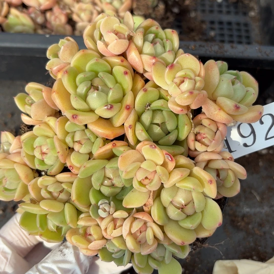 多肉植物多肉植物192