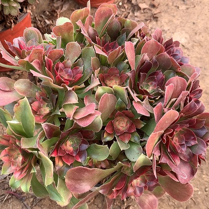 多肉植物绍羞七彩4号