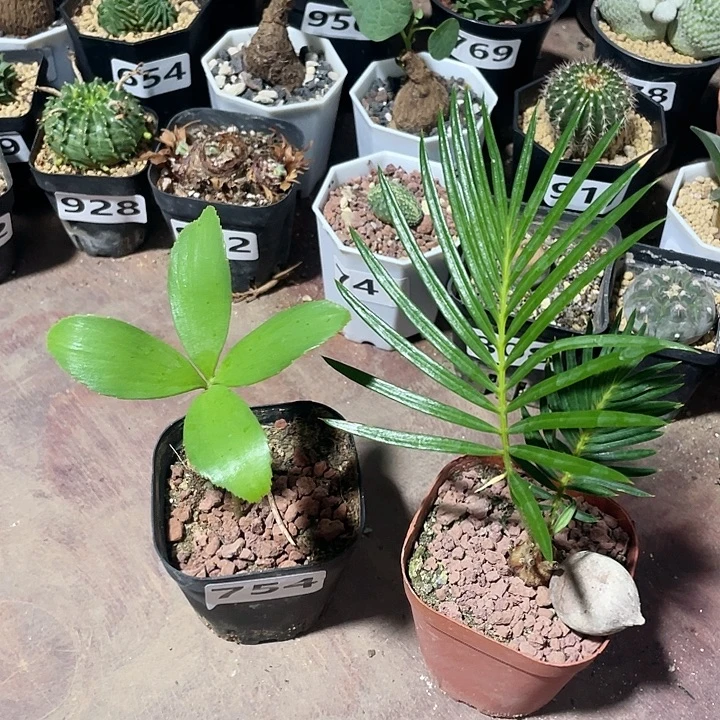 754墨西哥铁甲➕白鳞铁