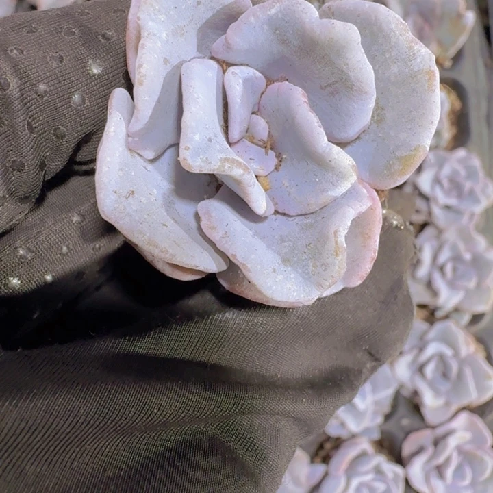 白饺子皮量拍两颗