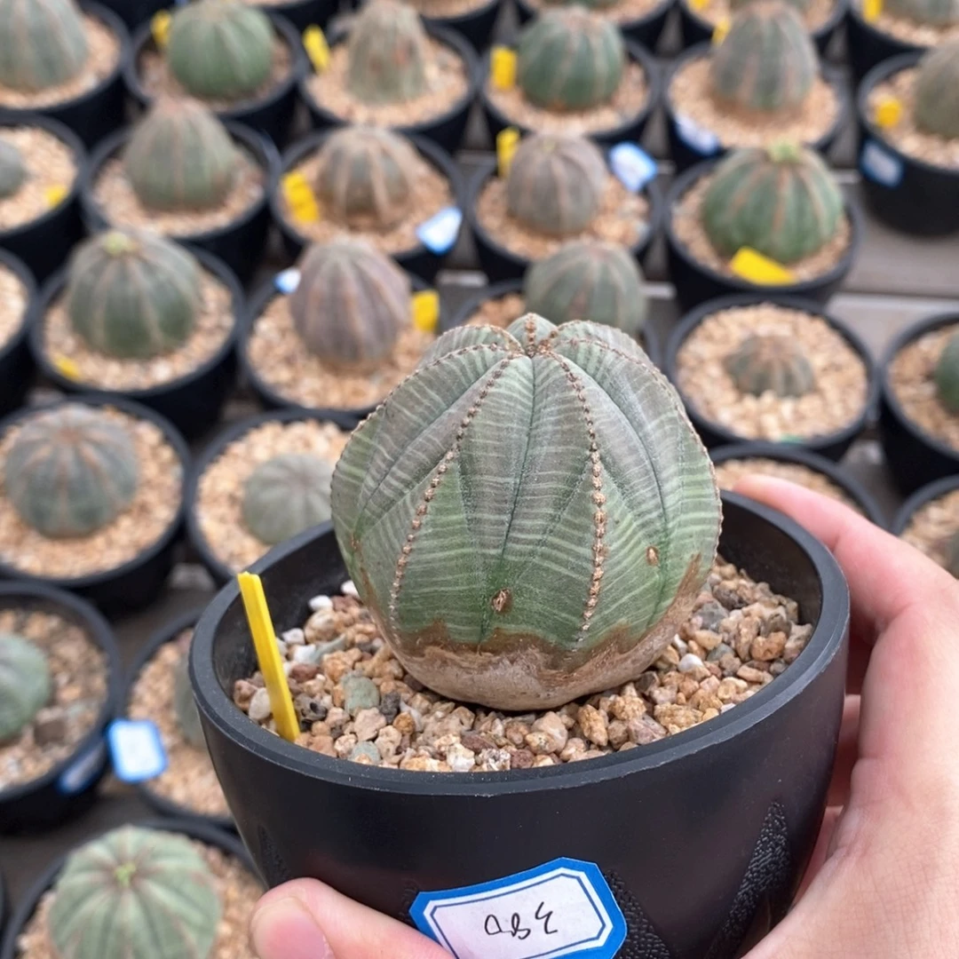 41 欧系实生布纹球多肉植物