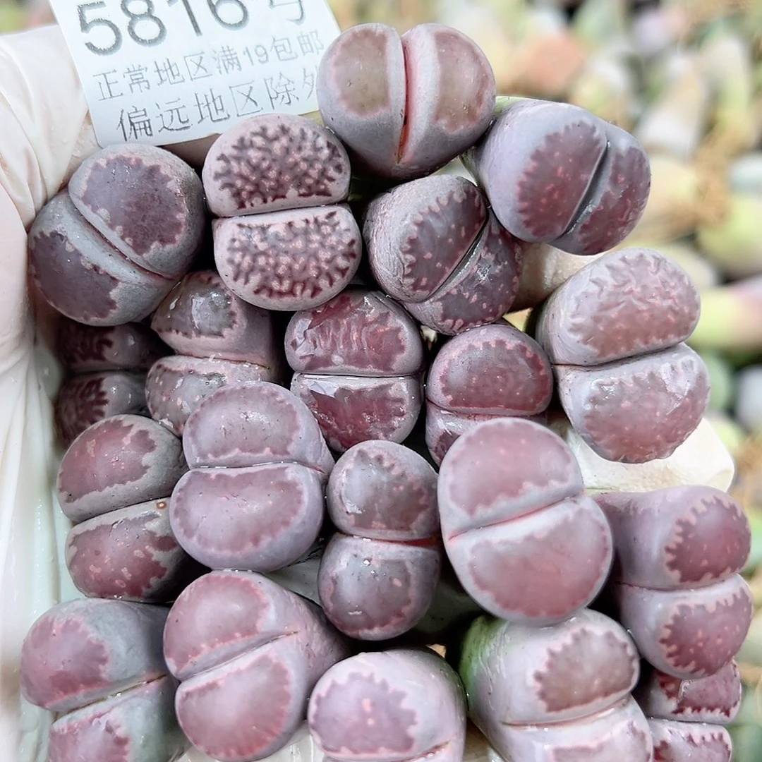 5816 好养易活生石花大母本20个大长腿特价