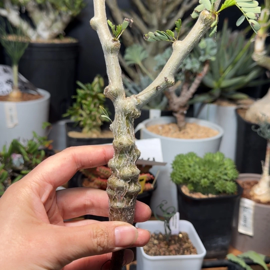 沙漠苏木一物一拍多肉植物