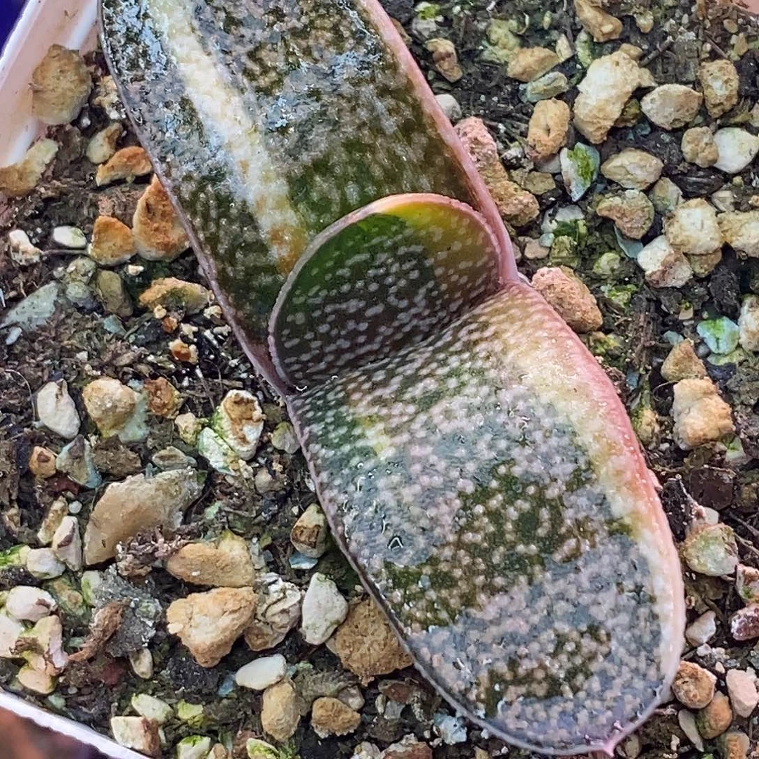 不带盆脱土裸根发货