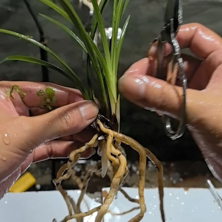 完全开放天青素123结构三苗中等苗