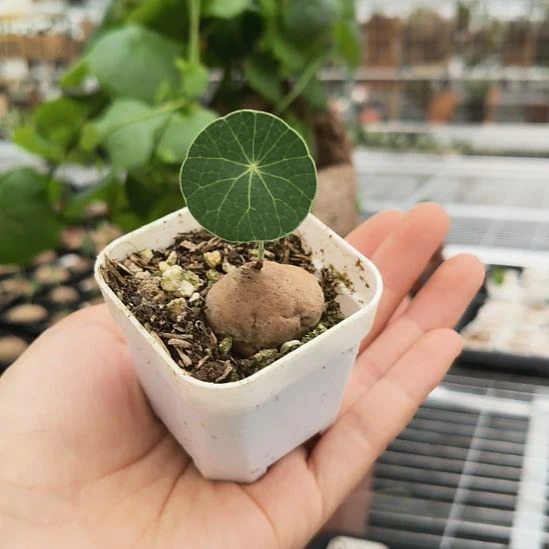 素可泰015一物一拍