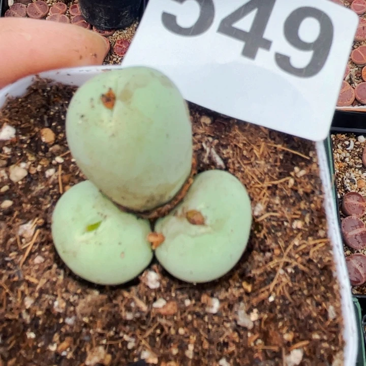 549鸽子蛋三头llll