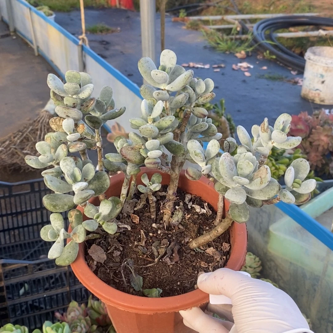 3780兵乓福娘一物一拍