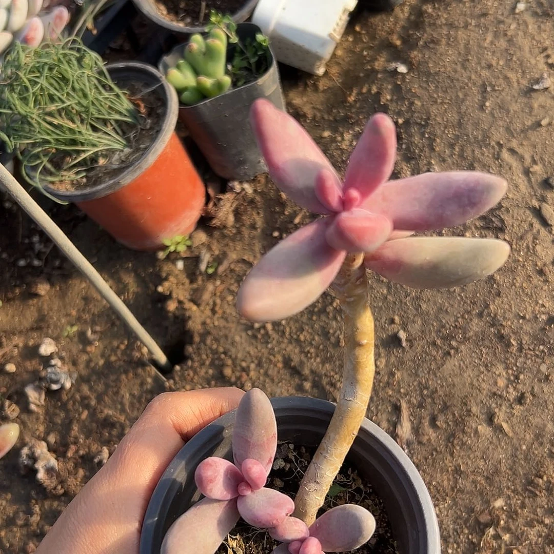 杜呃呃呃呃呃呃呃呃呃