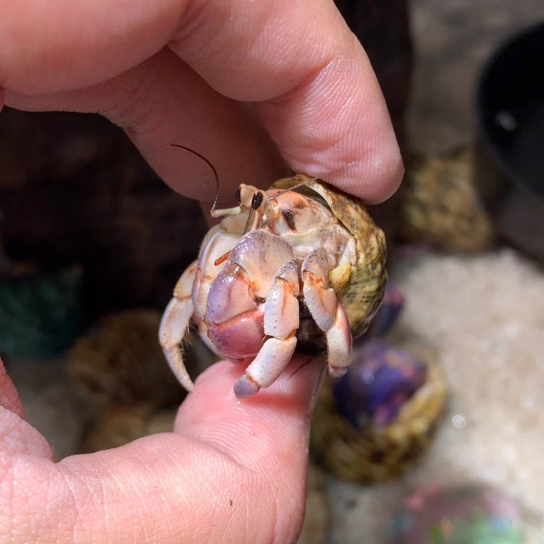 1.8 不退不换，秒拍秒付