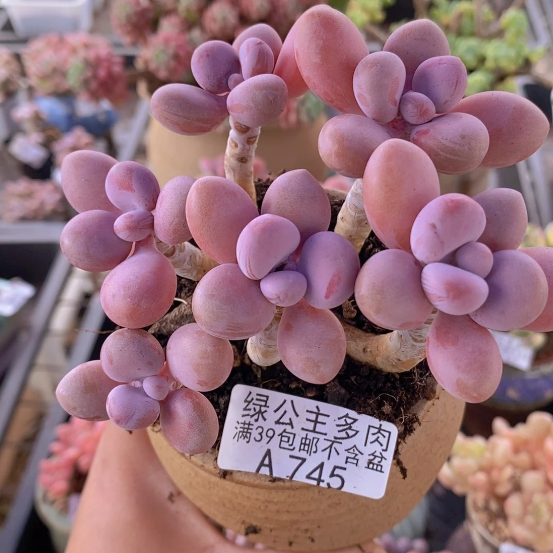 糖果桃蛋老桩10cm745多肉植物
