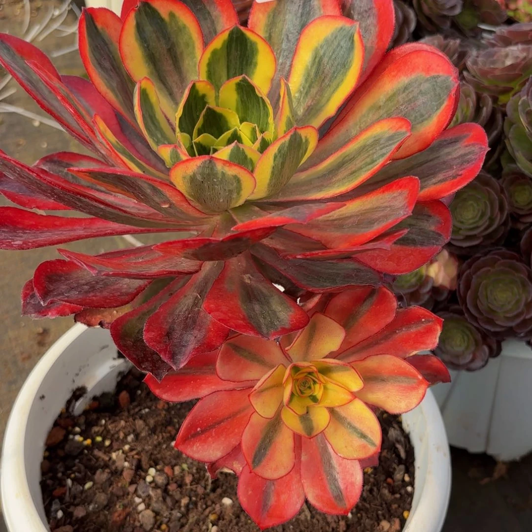 林***缘275多肉植物魅影