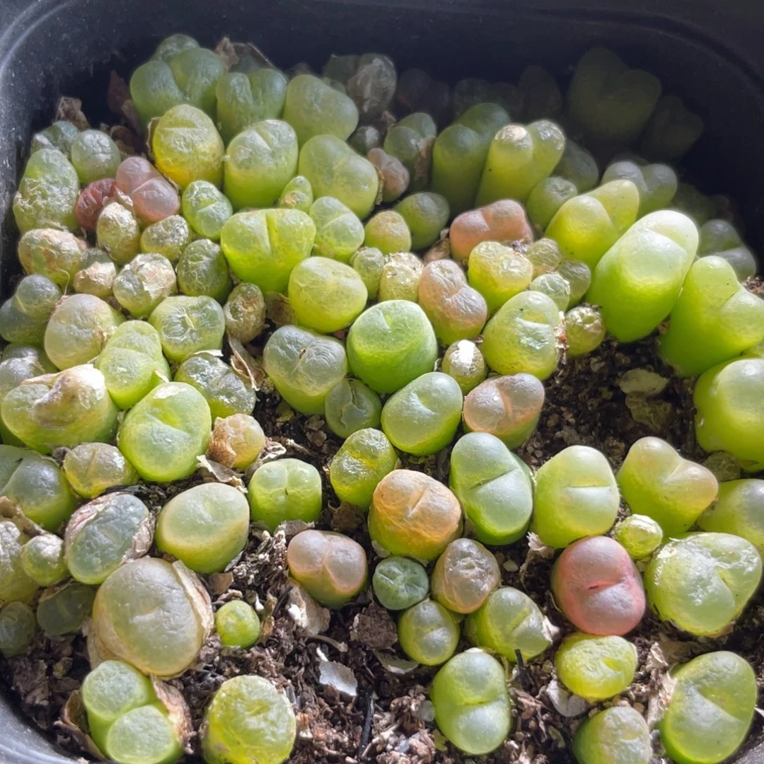 大盆特价一物一拍～38