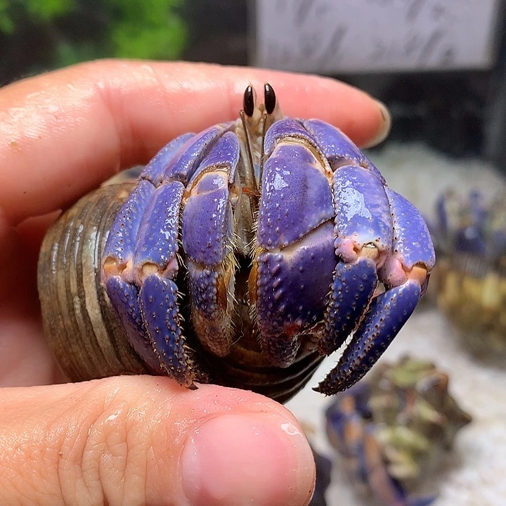 3.0口径奔跑的寄居蟹21号