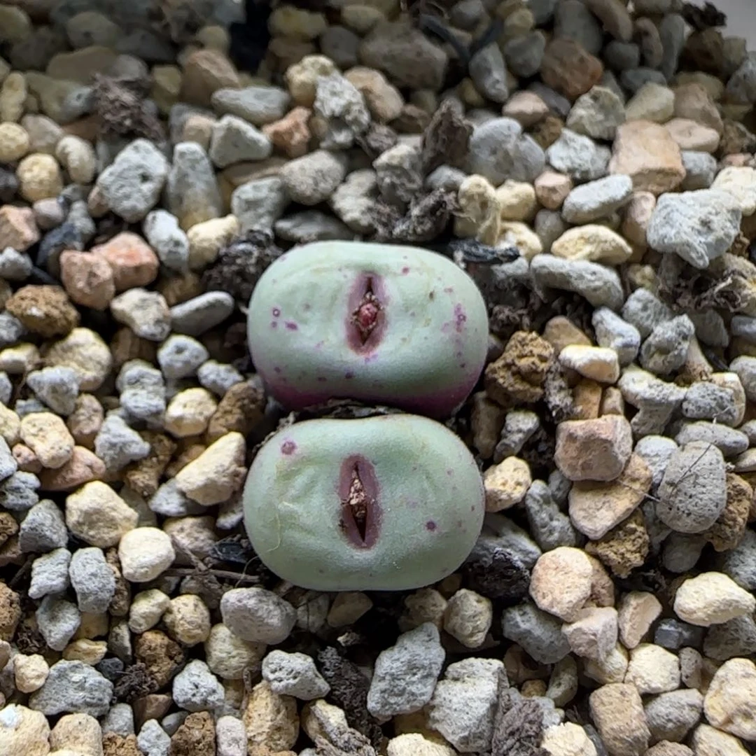 4-11-1-2当天满38包邮园艺贝特芬母本红嘴脱土