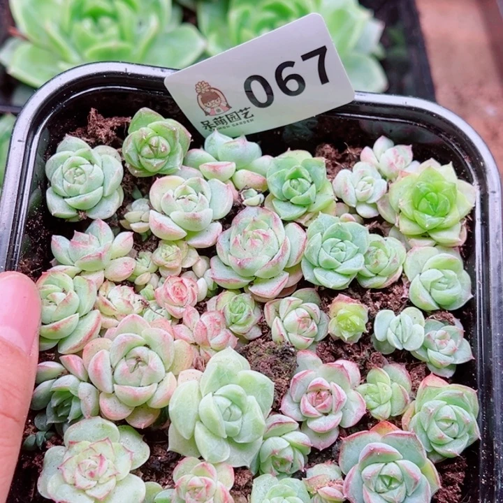 多肉植物多肉植物