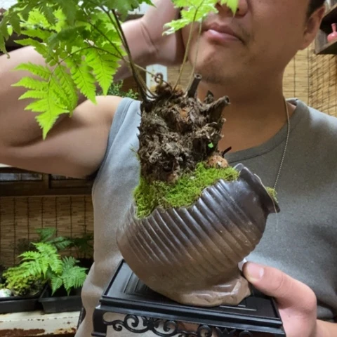 红陶蔚*?一物一拍所见即所得165