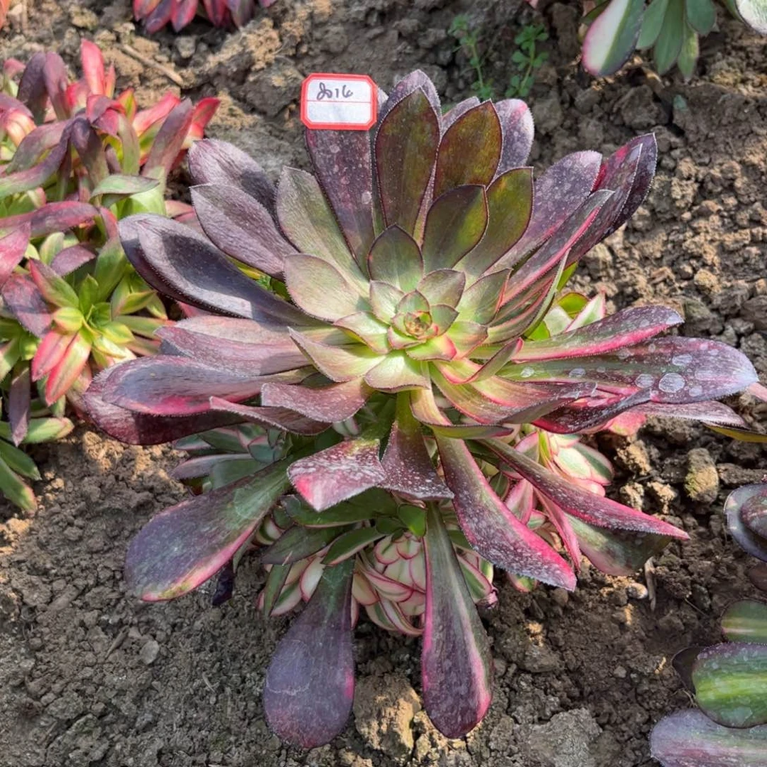 小***方8014多肉植物圆叶七彩