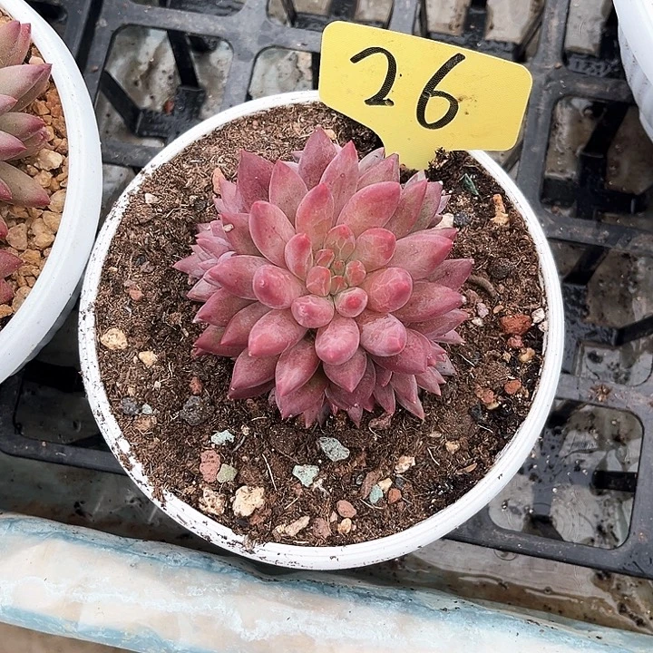 虞美人26号码牌子的话