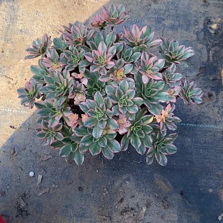 甜茶37多肉植物法师法师法师