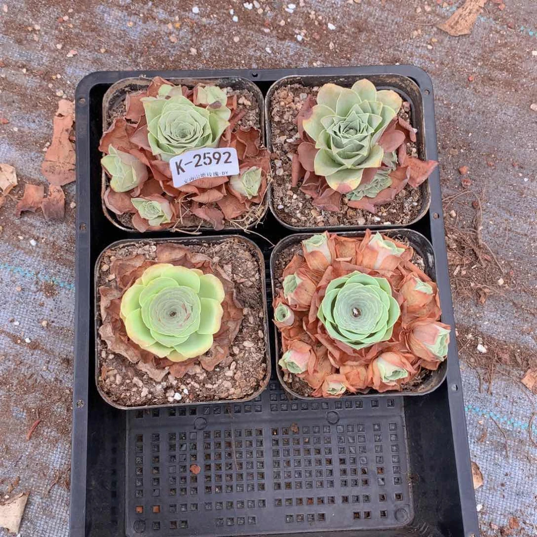 2592 会掉侧芽不售后