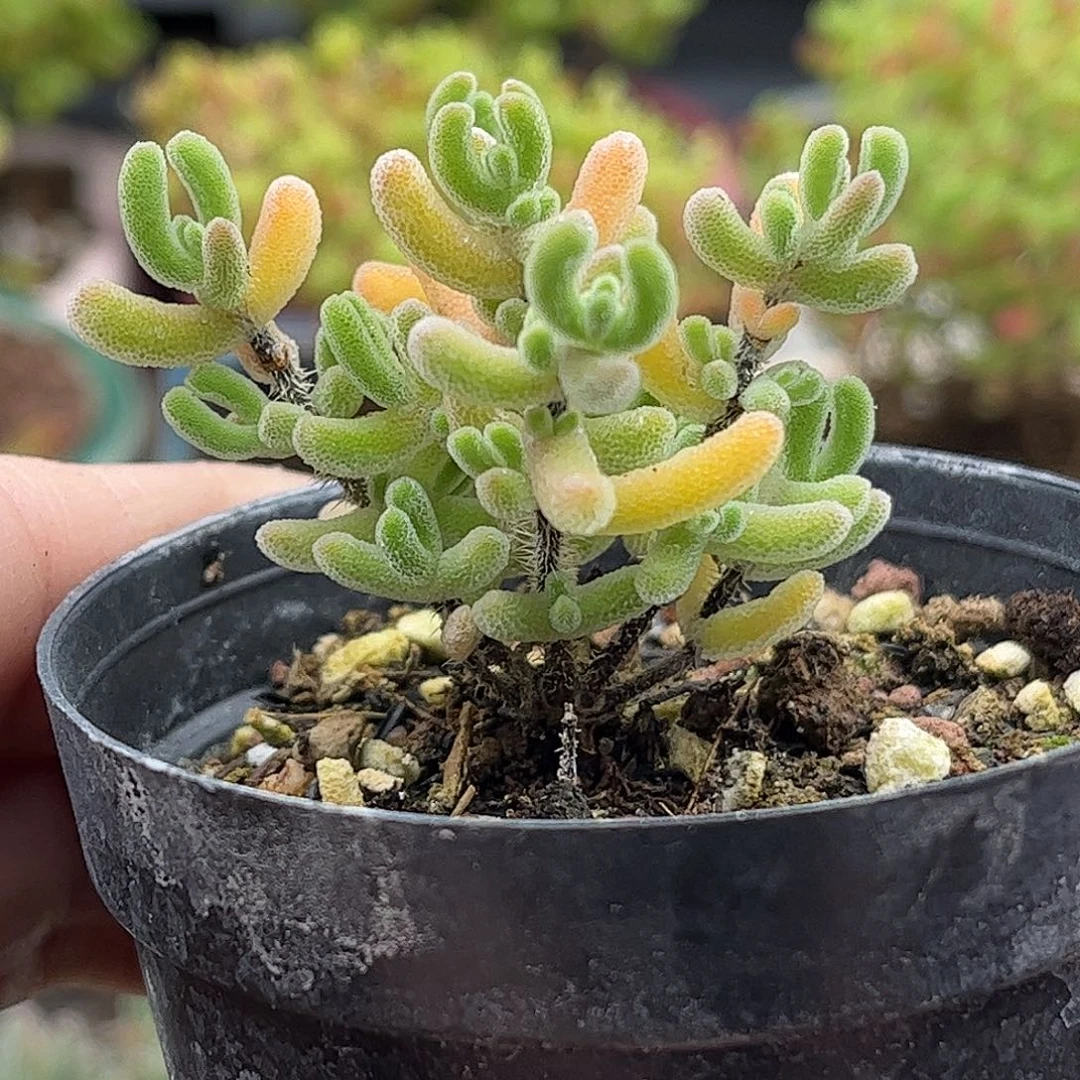 52实生橙叶优选枝干