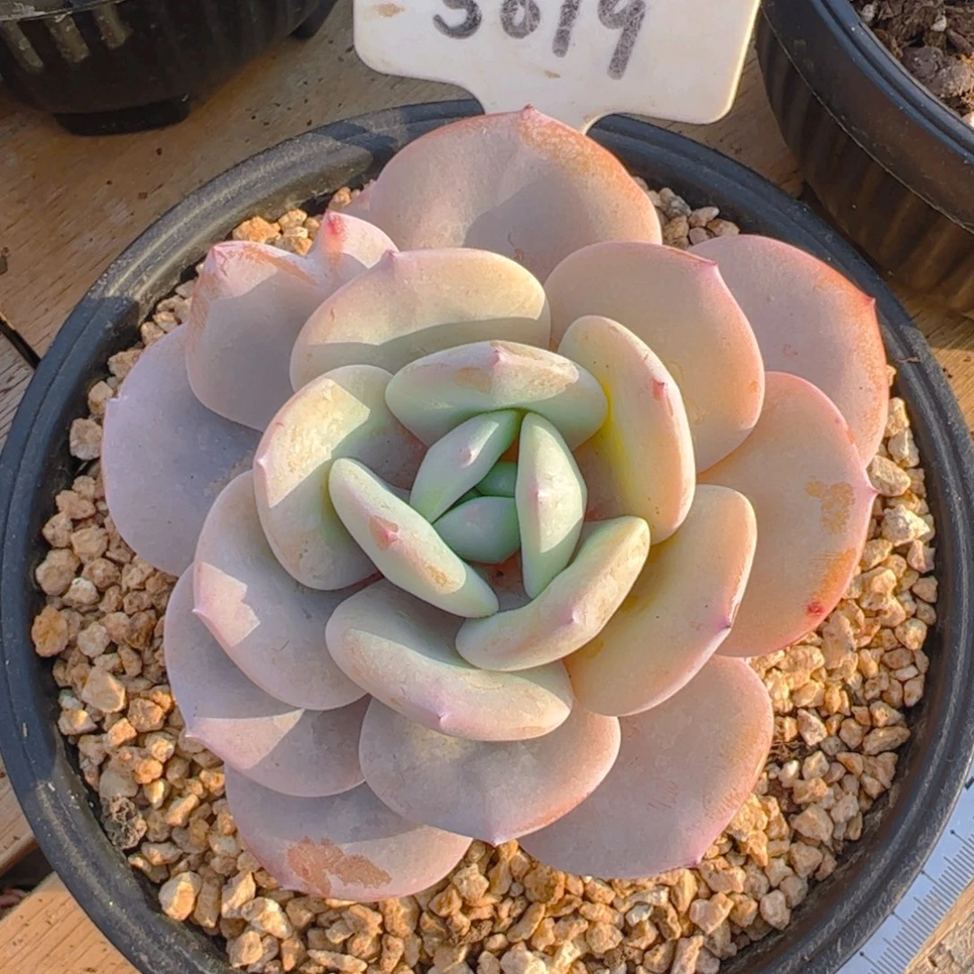 ?*碗奶茶5019号一物一拍