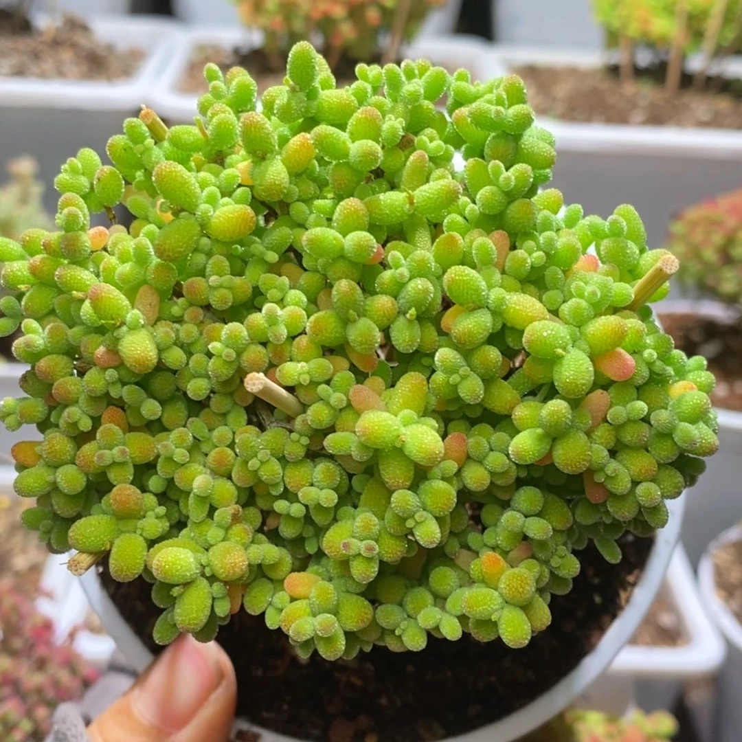 ᥴ****丑金桔糖球枝干番杏D249