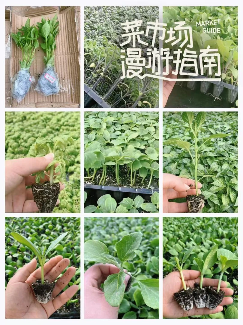 辣椒苗   茄子苗  西红柿苗   搭配套餐
