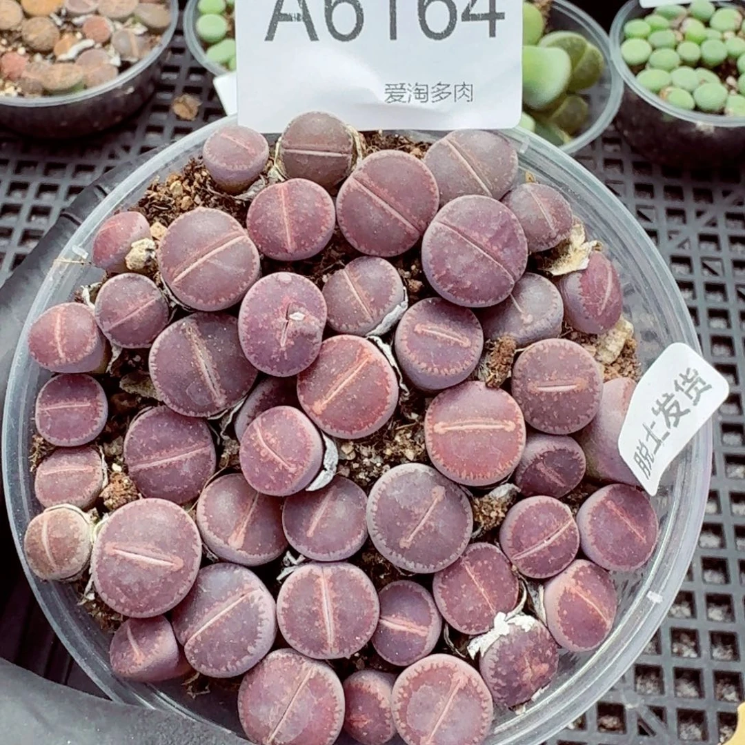 6164—生石花 生石花
