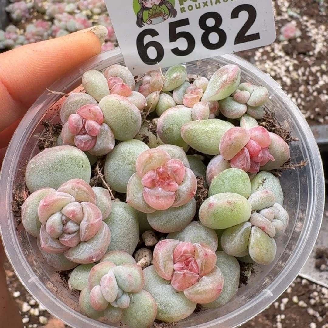 多肉植物多肉植物