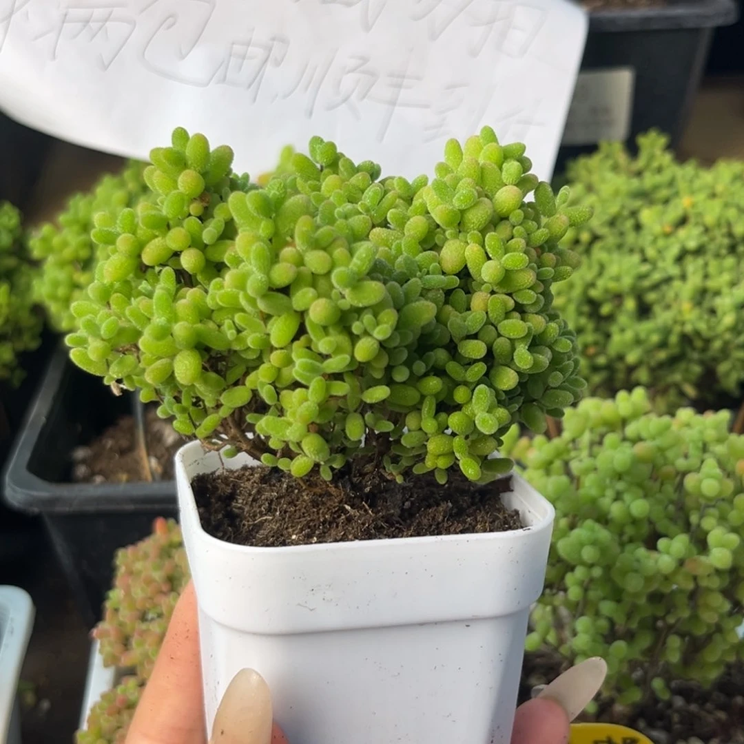 818蜜桔糖球小树。