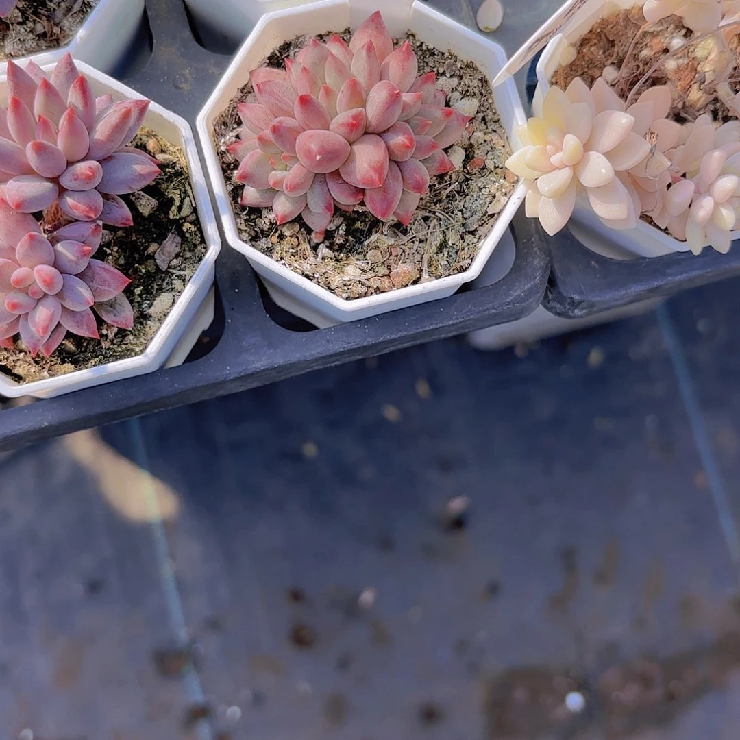 九***度E308金鱼姬一物一拍