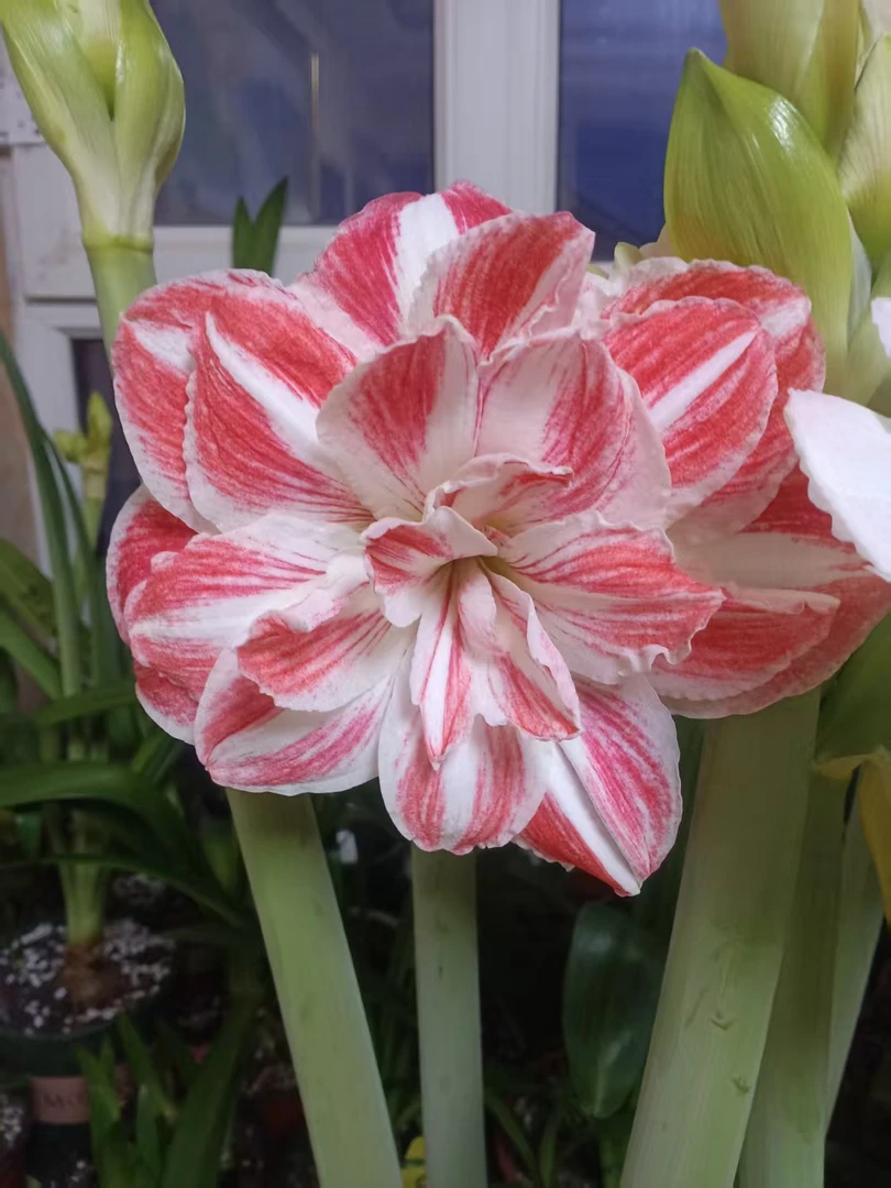 朱顶红-惊奇铃声