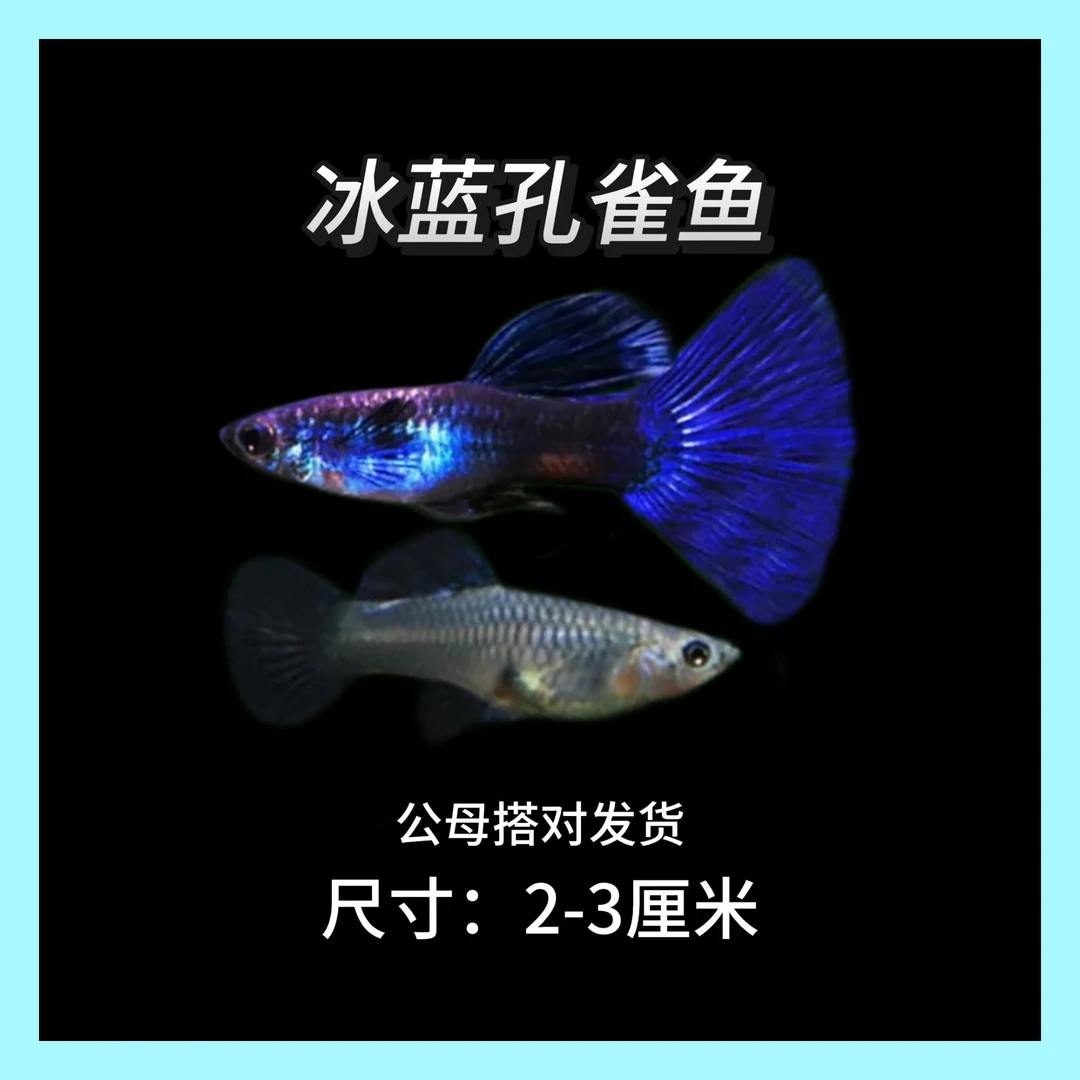 莫斯科冰蓝 孔雀鱼小型观赏鱼淡水鱼凤尾鱼活体可生小鱼