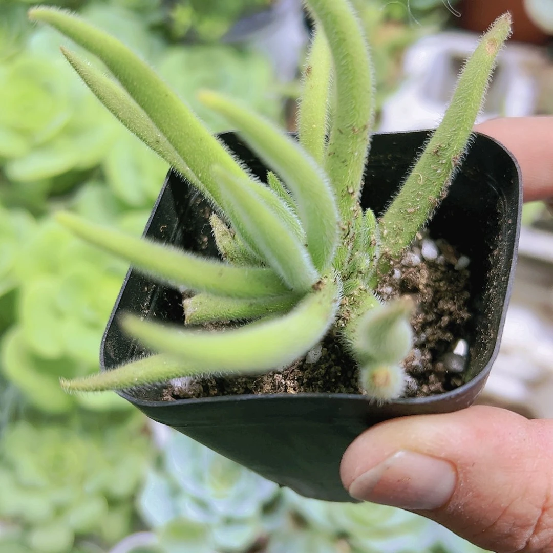 银狐多肉植物19包邮