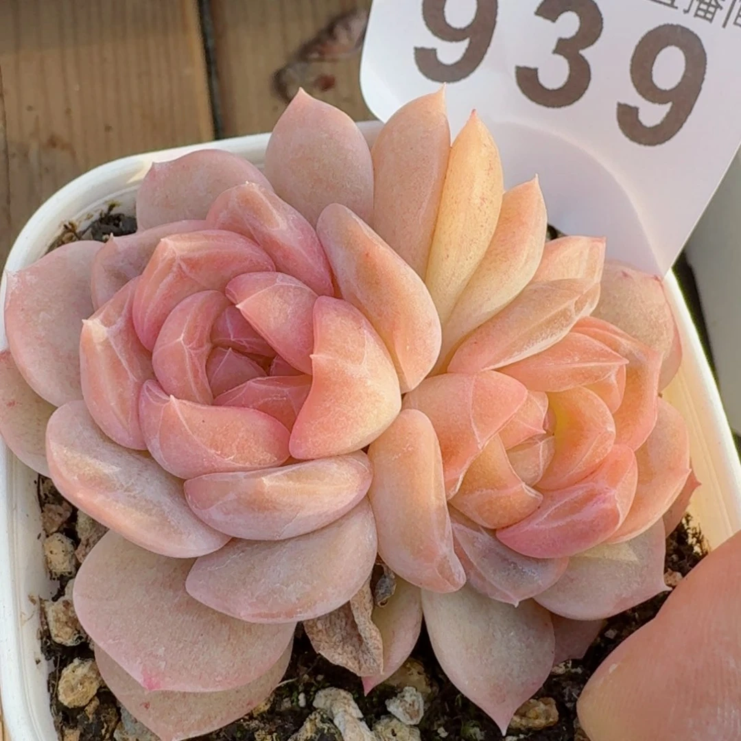 草莓啵啵         精品多肉