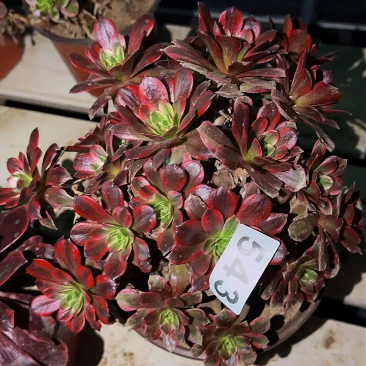 543安娜多肉植物