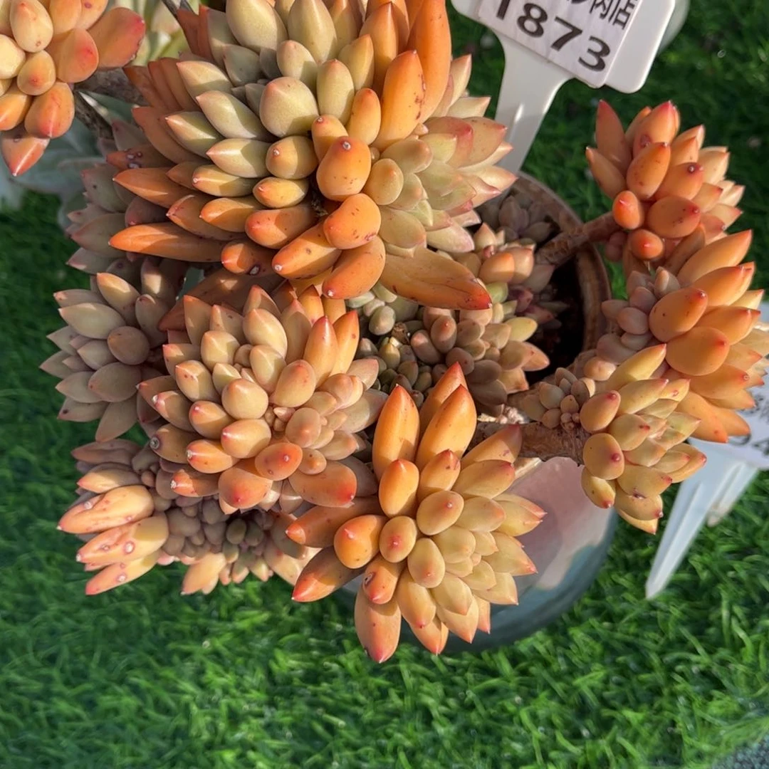 冉***姐多肉植物1873不带盆