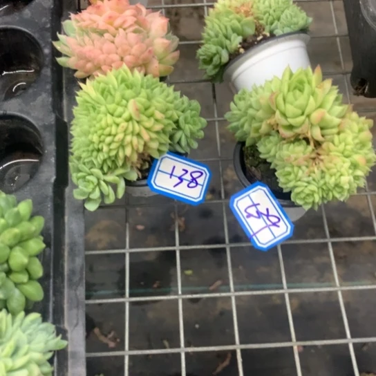 西***心一物一拍女王两盆多肉138139