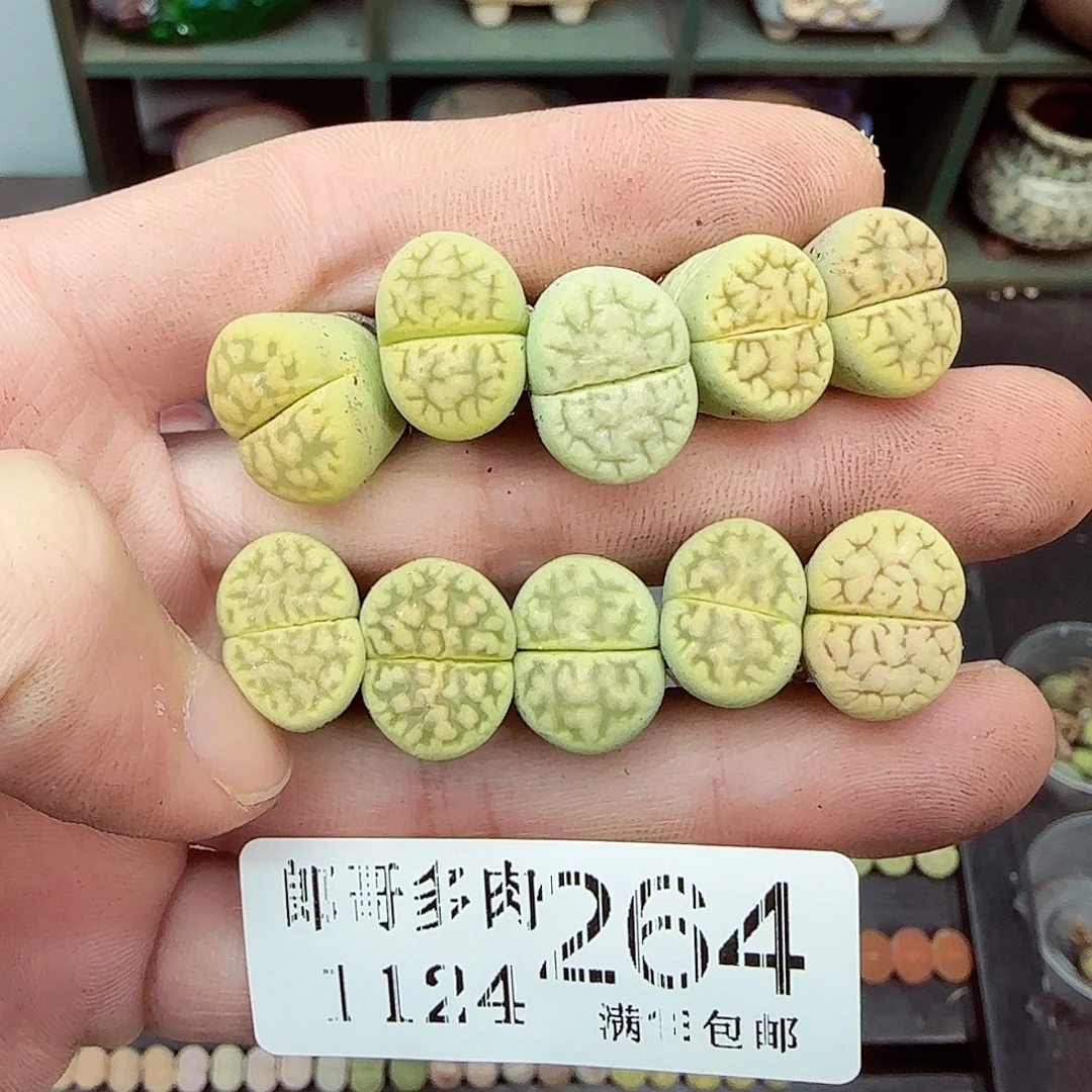 满满18包邮1124-264