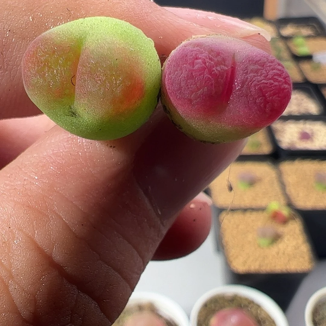 0000337 一物一拍杂交冰晶树莓