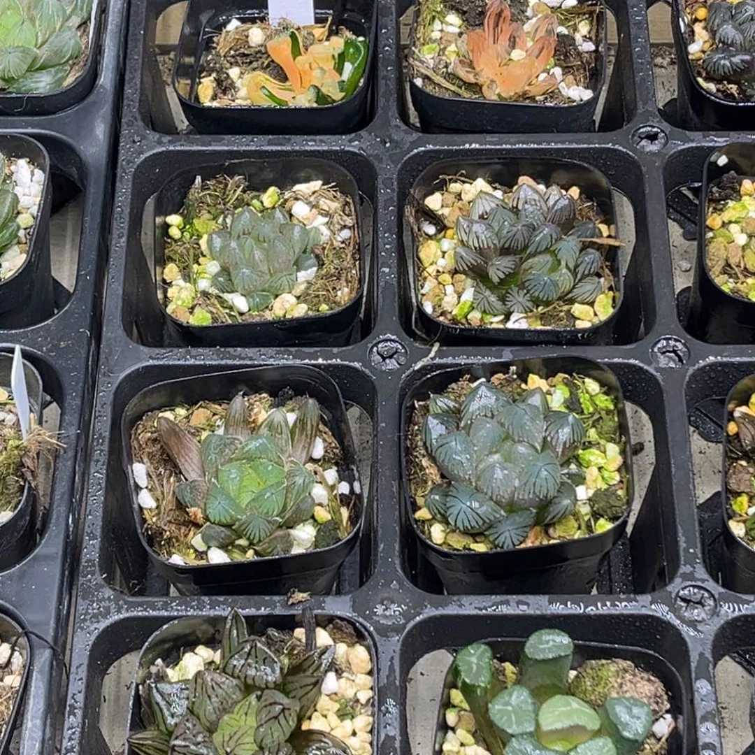 19 脱土包邮8颗福利