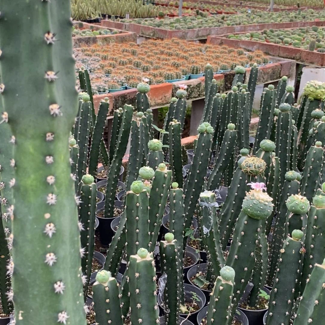 新品丽花L51绣谱母本